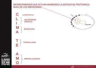 C
L
I
M
A
T
E
A
M
O
ANTIMICROBIANOS QUE ACTUAN INHIBIENDO LA SISTESIS DE PROTEINAS A
NIVEL DE LOS RIBOSOSMAS
CLORANFENICOL
LINCOSAMIDAS
LINEZOLID
MACRÓLIDOS
TETRACICLINAS
AMINOGLUCÓSIDOS
 