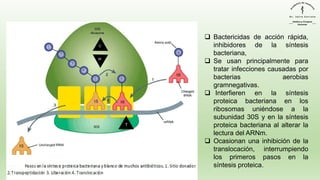 ❑ Bactericidas de acción rápida,
inhibidores de la síntesis
bacteriana,
❑ Se usan principalmente para
tratar infecciones causadas por
bacterias aerobias
gramnegativas.
❑ Interfieren en la síntesis
proteica bacteriana en los
ribosomas uniéndose a la
subunidad 30S y en la síntesis
proteica bacteriana al alterar la
lectura del ARNm.
❑ Ocasionan una inhibición de la
translocación, interrumpiendo
los primeros pasos en la
síntesis proteica.
 