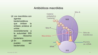 December 29, 2023 45
❑ Los macrólidos son
agentes
bacteriostáticos
que inhiben la
síntesis proteica al
unirse
reversiblemente a
la subunidad 50S
del ribosoma
bacteriano.
❑ En ocasiones
pueden ser
bactericidas
Antibióticos macrólidos
 
