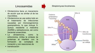 December 29, 2023 53
Lincosamidas
▪ Clindamicina tiene un mecanismo
de acción que es similar al de los
macrólidos.
▪ Clindamicina se usa sobre todo en
el tratamiento de infecciones
causadas por microorganismos
grampositivos, lo que incluye S.
aureus resistente a meticilina
(SARM) y estreptococos, así como
bacterias anaerobias.
▪ La clindamicina, como la
eritromicina, inhibe la síntesis de
proteínas al interferir con la
formación de complejos de
iniciación y con reacciones de
▪ translocación
Streptomyces lincolnensis.
 