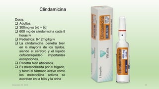 December 29, 2023 54
Dosis:
❑ Adultos:
❑ 300mg vo bid – tid
❑ 600 mg de clindamicina cada 8
horas iv
❑ Pediátrica: 8-12mg/kg iv
❑ La clindamicina penetra bien
en la mayoría de los tejidos,
siendo el cerebro y el líquido
cefalorraquídeo importantes
excepciones.
❑ Penetra bien abscesos.
❑ Es metabolizada por el hígado,
y tanto el fármaco activo como
los metabolitos activos se
excretan en la bilis y la orina
Clindamicina
 