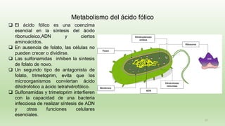 57
❑ El ácido fólico es una coenzima
esencial en la síntesis del ácido
ribonucleico,ADN y ciertos
aminoácidos.
❑ En ausencia de folato, las células no
pueden crecer o dividirse.
❑ Las sulfonamidas inhiben la síntesis
de folato de novo.
❑ Un segundo tipo de antagonista de
folato, trimetoprim, evita que los
microorganismos conviertan ácido
dihidrofólico a ácido tetrahidrofólico.
❑ Sulfonamidas y trimetoprim interfieren
con la capacidad de una bacteria
infecciosa de realizar síntesis de ADN
y otras funciones celulares
esenciales.
Metabolismo del ácido fólico
 
