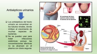 74
❑ Los antisépticos del tracto
urinario se concentran en
los túbulos renales, donde
inhiben el crecimiento de
muchas especies de
bacterias.
❑ No se pueden usar para
tratar infecciones
sistémicas porque las
concentraciones efectivas
no se alcanzan en el
plasma con dosis seguras
Antisépticos urinarios
 