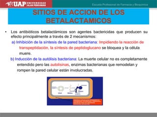 • Los antibióticos betalactámicos son agentes bactericidas que producen su
efecto principalmente a través de 2 mecanismos:
a) Inhibición de la síntesis de la pared bacteriana: Impidiendo la reacción de
transpeptidación, la síntesis de peptidoglucano se bloquea y la célula
muere.
b) Inducción de la autólisis bacteriana: La muerte celular no es completamente
entendido pero las autolisinas, enzimas bacterianas que remodelan y
rompen la pared celular están involucradas.
SITIOS DE ACCION DE LOS
BETALACTAMICOS
 