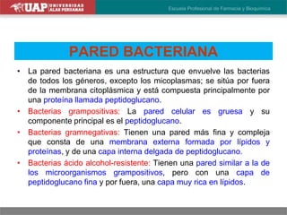 PARED BACTERIANA
• La pared bacteriana es una estructura que envuelve las bacterias
de todos los géneros, excepto los micoplasmas; se sitúa por fuera
de la membrana citoplásmica y está compuesta principalmente por
una proteína llamada peptidoglucano.
• Bacterias grampositivas: La pared celular es gruesa y su
componente principal es el peptidoglucano.
• Bacterias gramnegativas: Tienen una pared más fina y compleja
que consta de una membrana externa formada por lípidos y
proteínas, y de una capa interna delgada de peptidoglucano.
• Bacterias ácido alcohol-resistente: Tienen una pared similar a la de
los microorganismos grampositivos, pero con una capa de
peptidoglucano fina y por fuera, una capa muy rica en lípidos.
 