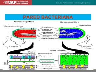 PARED BACTERIANA
 