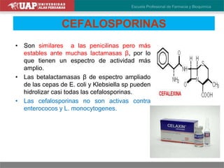 CEFALOSPORINAS
• Son similares a las penicilinas pero más
estables ante muchas lactamasas β, por lo
que tienen un espectro de actividad más
amplio.
• Las betalactamasas β de espectro ampliado
de las cepas de E. coli y Klebsiella sp pueden
hidrolizar casi todas las cefalosporinas.
• Las cefalosporinas no son activas contra
enterococos y L. monocytogenes.
 