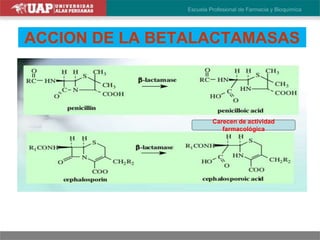 ACCION DE LA BETALACTAMASAS
Carecen de actividad
farmacológica
 