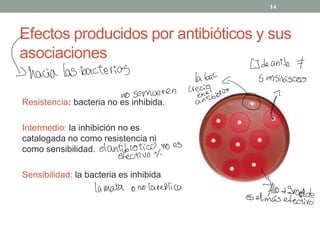 Efectos producidos por antibióticos y sus
asociaciones
Resistencia: bacteria no es inhibida.
Intermedio: la inhibición no es
catalogada no como resistencia ni
como sensibilidad.
Sensibilidad: la bacteria es inhibida
14
↳ deantib #
[hacia las bacterias
qq.bg ennsibiscos
nosemueren
aenneitsió
"
µ
elantibioticonoes
efectivo 4-
lamataonolarelica tftkessradde
eselmás efectivo
 