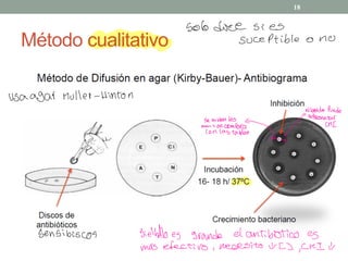 Método cualitativo
18
Solo doce si es
suceptible o no
Usaagar Muller -
Hinton
e. Puede
representar
se miden los
µ
¿
""
mmi se compara CMI
con las tablas
a
bensibiscos bieltlo es grande el antibiótico es
más efectivo ,
necesito IVCJ
,
CKI U
 