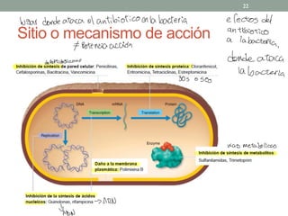 Sitio o mecanismo de acción
22
lugar donde ataca el antibiótico en la bacteria efectos del
antibiótico
a la
bacteria,
# Potencia acción
desoeptidoslicano
donde ataca
la bacteria
305 050g
vías metabólicas
→ ARN
"
ADN
 