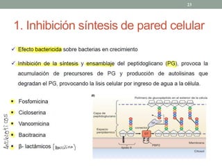 1. Inhibición síntesis de pared celular
23
§
÷
O
c-
÷
$ ( penicilina)
 