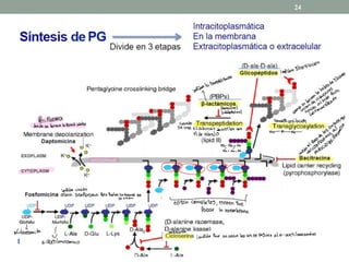 24
impiden
Glicosilación
↳
hebra
dedican
- mpiden
la
transpiración
→
unión
de
azucares
hacia
al
lado
Para
cuando
se
M
qormarslicn
"
(Penicilina)
ketalosPolina)
Periplasma transslicosilación
Cuando
donde se forma la Pared celular
de
pogzazeta
Se une el azucar de arriba con
na
-
← ←
el de abuso
espacio
pej
.
PIABNÉ
"
go.io
Plasma
"
"
HG -
RG -
¡
mp.ie
el
POSO
, y
"4
MG -
MG - MG
0000
impide Unión
ataca Citoplasma Para 9-uelaszazucares no
se unan
_
están completos ,
tienen que
Pasar la membrana
|
N.fi/Ucosamida / antibiótico
✓ impide Que se unan los aase Peguen al N -
acetilmuramico
N- acetilmuramico
 