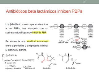 Antibióticos beta lactámicos inhiben PBPs
27
Los B- lactamicos
~
atudaenlavniós
Yla penicilina atacan .
delslicanodearribaclel
deababo
B- Lactamasa
↳enzima que destruyen los antibióticos
B- Lactamicos
↳ enperiplasma
Lapenicilina
↳ destruye Penicilina ataca erramlt)
 