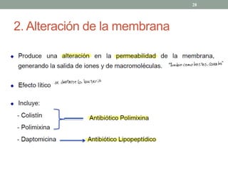 2. Alteración de la membrana
28
"
quedan como hoyitos ,
canales
"
se destruye la bacteria
 
