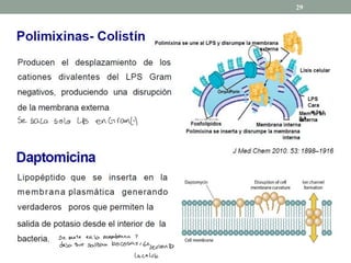 29
O
Se saca solo LPs en Grant)
se mete en la membrana Y
deja que salgan las cosas
cbepeviento
la celda
 