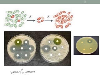 35
|
bacteria resistente
 