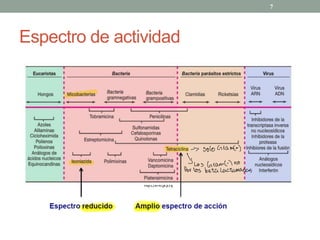 Espectro de actividad
7
→ solo Grant)
} Los Grant) no
Por los beta Lactamasas
 