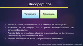 Seija V, Vignoli R. Principales Grupos de Antibióticos. Temas de Bacteriología y Virología médica.
Vancomicina Teicoplanina
• Inhiben la síntesis y el ensamblado de la 2da etapa del peptidoglicano
• Formación de un complejo con la porción D-alanina-D-alanina del
pentapéptido precursor.
• Además daña los protoplastos alterando la permeabilidad de la membrana
citoplasmática y altera la síntesis de ARN.
• Múltiples mecanismos de acción → baja frecuencia de resistencia.
 