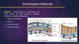 Schlecht H, Bruno C. Introducción a las bacterias. Manuales MSD. 2018
 Bacteria: microorganismos procariotas con
DNA circular de doble cadena y paredes
celulares, excepto micoplasmas.
 Nombres científicos
 Forma
 Tinción (Gram)
 Necesidad de O2
 