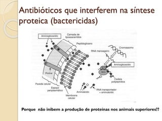 Antibióticos que interferem na síntese
proteica (bactericidas)
Porque não inibem a produção de proteínas nos animais superiores??
 