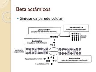 Betalactâmicos
 Síntese da parede celular
 
