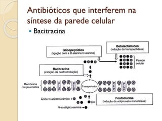 Antibióticos que interferem na
síntese da parede celular
 Bacitracina
 