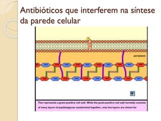 Antibióticos que interferem na síntese
da parede celular
 