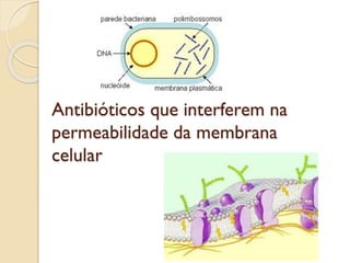 Antibióticos que interferem na
permeabilidade da membrana
celular
 