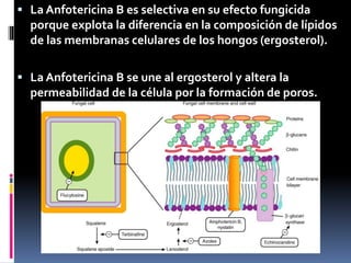  La Anfotericina B es selectiva en su efecto fungicida
porque explota la diferencia en la composición de lípidos
de las membranas celulares de los hongos (ergosterol).
 La Anfotericina B se une al ergosterol y altera la
permeabilidad de la célula por la formación de poros.
 