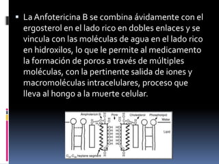  La Anfotericina B se combina ávidamente con el
ergosterol en el lado rico en dobles enlaces y se
vincula con las moléculas de agua en el lado rico
en hidroxilos, lo que le permite al medicamento
la formación de poros a través de múltiples
moléculas, con la pertinente salida de iones y
macromoléculas intracelulares, proceso que
lleva al hongo a la muerte celular.
 