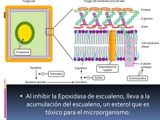  Al inhibir la Epoxidasa de escualeno, lleva a la
acumulación del escualeno, un esterol que es
tóxico para el microorganismo.
 