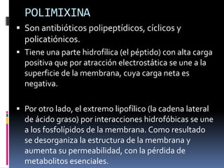 POLIMIXINA
 Son antibióticos polipeptídicos, cíclicos y
policatiónicos.
 Tiene una parte hidrofílica (el péptido) con alta carga
positiva que por atracción electrostática se une a la
superficie de la membrana, cuya carga neta es
negativa.
 Por otro lado, el extremo lipofílico (la cadena lateral
de ácido graso) por interacciones hidrofóbicas se une
a los fosfolípidos de la membrana. Como resultado
se desorganiza la estructura de la membrana y
aumenta su permeabilidad, con la pérdida de
metabolitos esenciales.
 