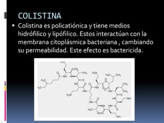 COLISTINA
 Colistina es policatiónica y tiene medios
hidrófilico y lipófilico. Estos interactúan con la
membrana citoplásmica bacteriana , cambiando
su permeabilidad. Este efecto es bactericida.
 