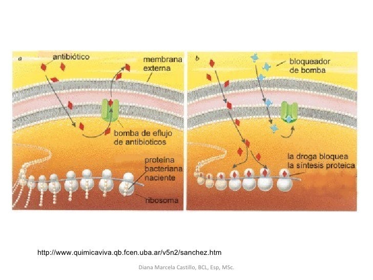 Los antibioticos engordan