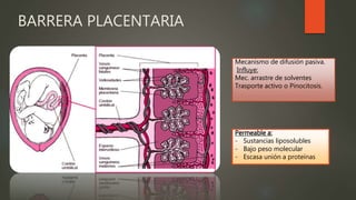 BARRERA PLACENTARIA
Mecanismo de difusión pasiva.
Influye:
Mec. arrastre de solventes
Trasporte activo o Pinocitosis.
Permeable a:
- Sustancias liposolubles
- Bajo peso molecular
- Escasa unión a proteínas
 