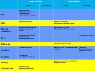 GRAM positivos GRAM negativos
Aerobios Anaerobios Aerobios Anaerobios
Piel
Staphylococcus,
Streptococcus (cocos),
Corynebacterium,
Propionibacterium (bacilos)
SNC
Streptococcus (coco) Neisseria meningitidis,
Haemophilus influenzae (cocos)
Sistema
respiratorio
Streptococcus pneumoniae,
Staphylococcus aureus
(cocos)
Escherichia coli (bacilo) y
Haemophilus influenzae (coco)
Boca
Corynebacterium, (bacilo),
Streptococcus y
Staphylococcus (cocos)
Fusobacterium (bacilo)
Estomago
Helicobacter pylori (bacilo)
Intestino
Lactobacillus (bacilo) Escherichia coli y demas coliformes
(bacilos)
Clostridium,
Bacteroides (bacilos),
Enterococcus (coco)
Genitales
Lactobacillus y
Corynebacterium (bacilos)
Urinario
Escherichia coli, Proteus mirabilis y
Klebsiella (bacilos)
Osteoarticular
Streptococcus y
Staphylococcus (cocos)
 