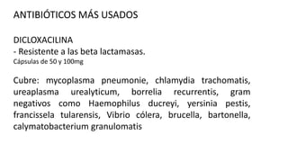 ANTIBIÓTICOS MÁS USADOS
DICLOXACILINA
- Resistente a las beta lactamasas.
Cápsulas de 50 y 100mg

Cubre: mycoplasma pneumonie, chlamydia trachomatis,
ureaplasma urealyticum, borrelia recurrentis, gram
negativos como Haemophilus ducreyi, yersinia pestis,
francissela tularensis, Vibrio cólera, brucella, bartonella,
calymatobacterium granulomatis

 