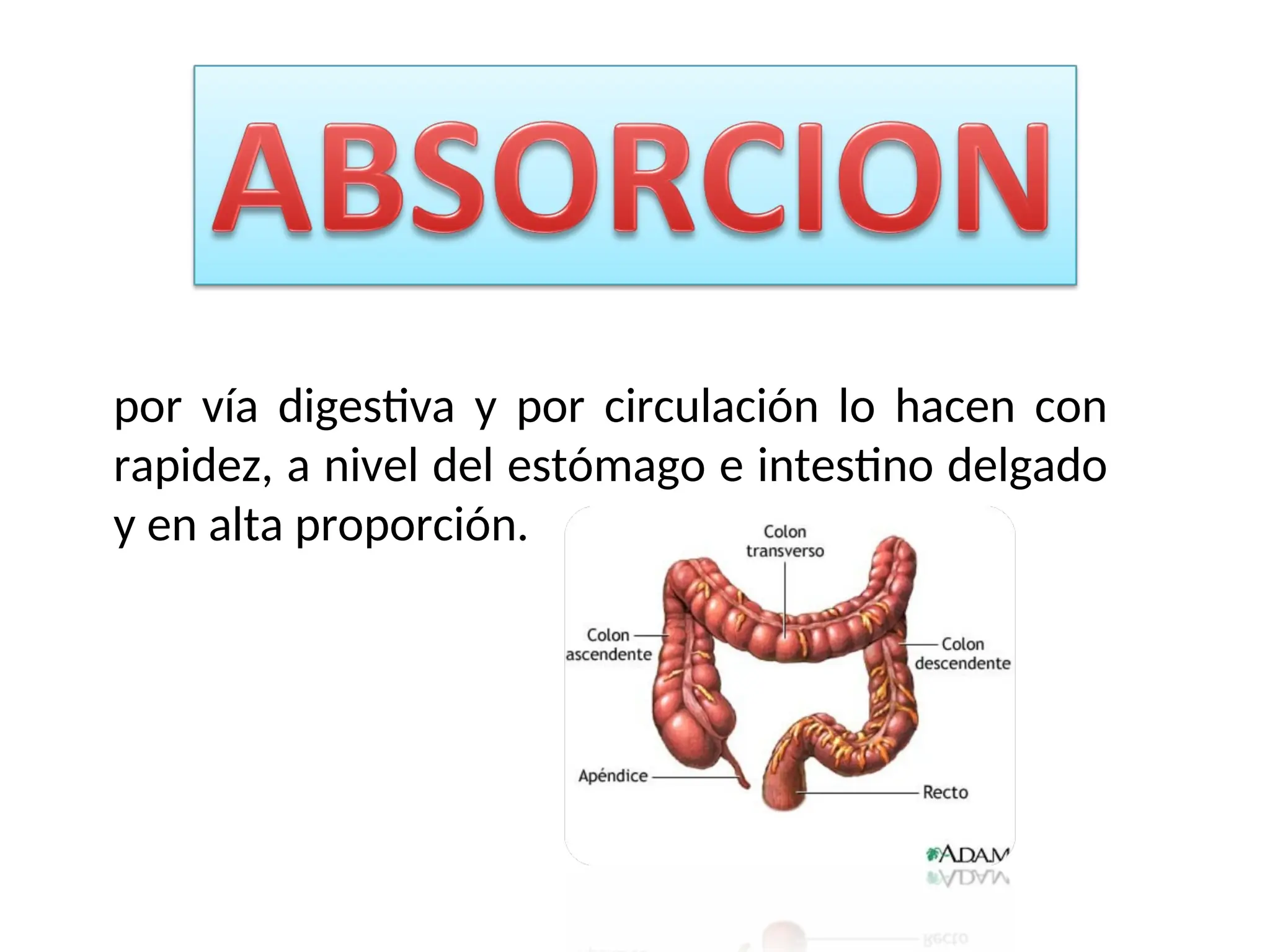 por vía digestiva y por circulación lo hacen con
rapidez, a nivel del estómago e intestino delgado
y en alta proporción.
 