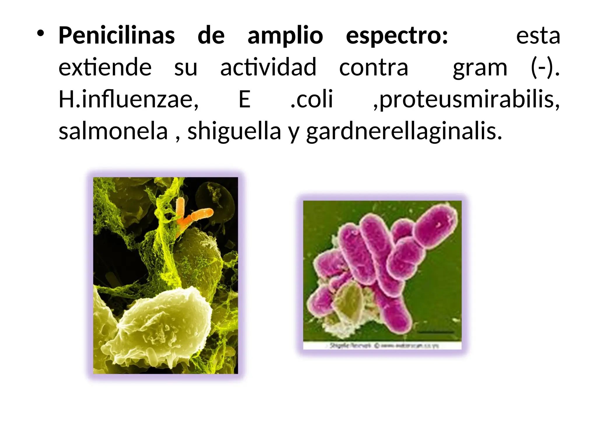 • Penicilinas de amplio espectro: esta
extiende su actividad contra gram (-).
H.influenzae, E .coli ,proteusmirabilis,
salmonela , shiguella y gardnerellaginalis.
 