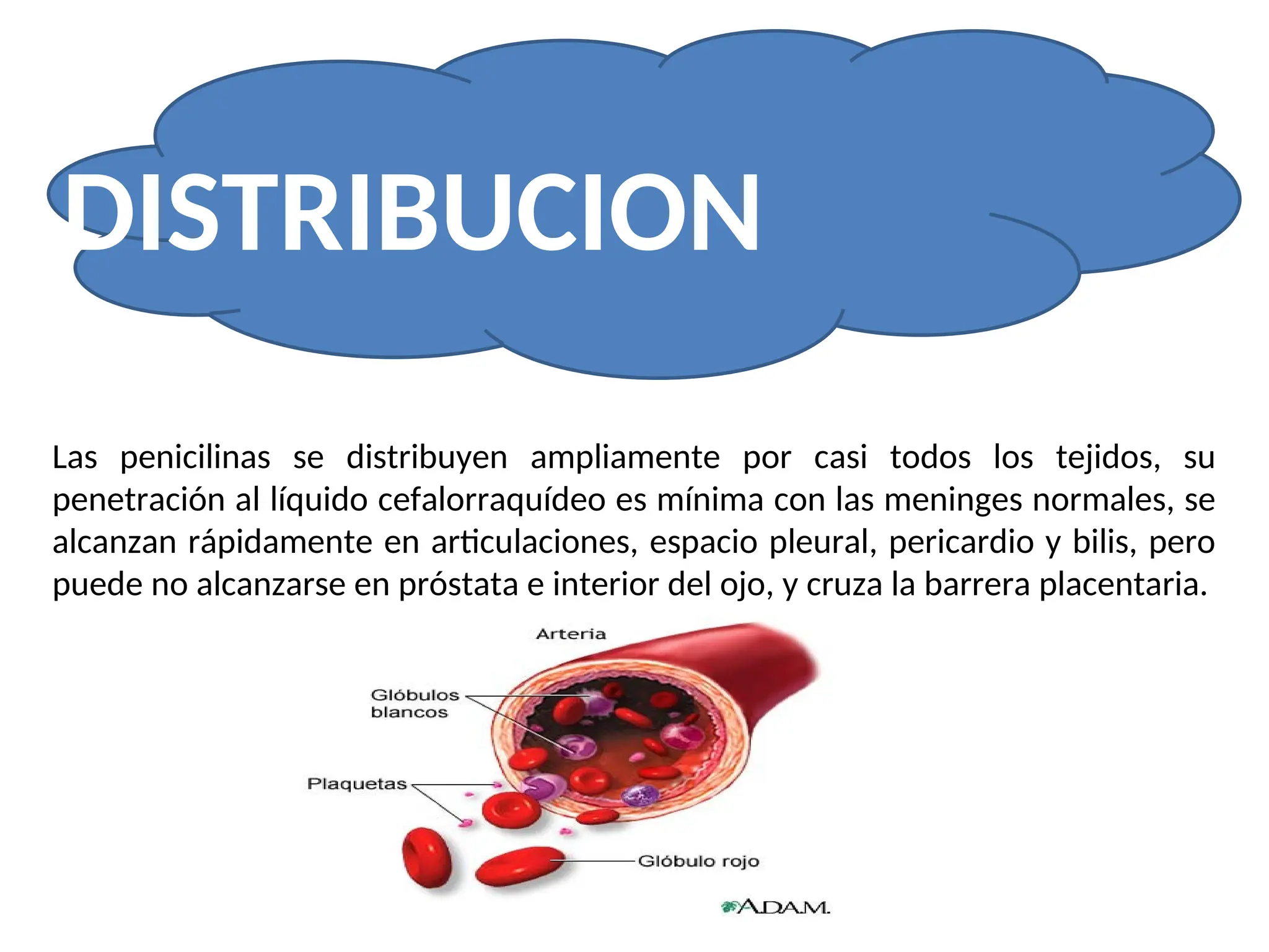 Las penicilinas se distribuyen ampliamente por casi todos los tejidos, su
penetración al líquido cefalorraquídeo es mínima con las meninges normales, se
alcanzan rápidamente en articulaciones, espacio pleural, pericardio y bilis, pero
puede no alcanzarse en próstata e interior del ojo, y cruza la barrera placentaria.
DISTRIBUCION
 