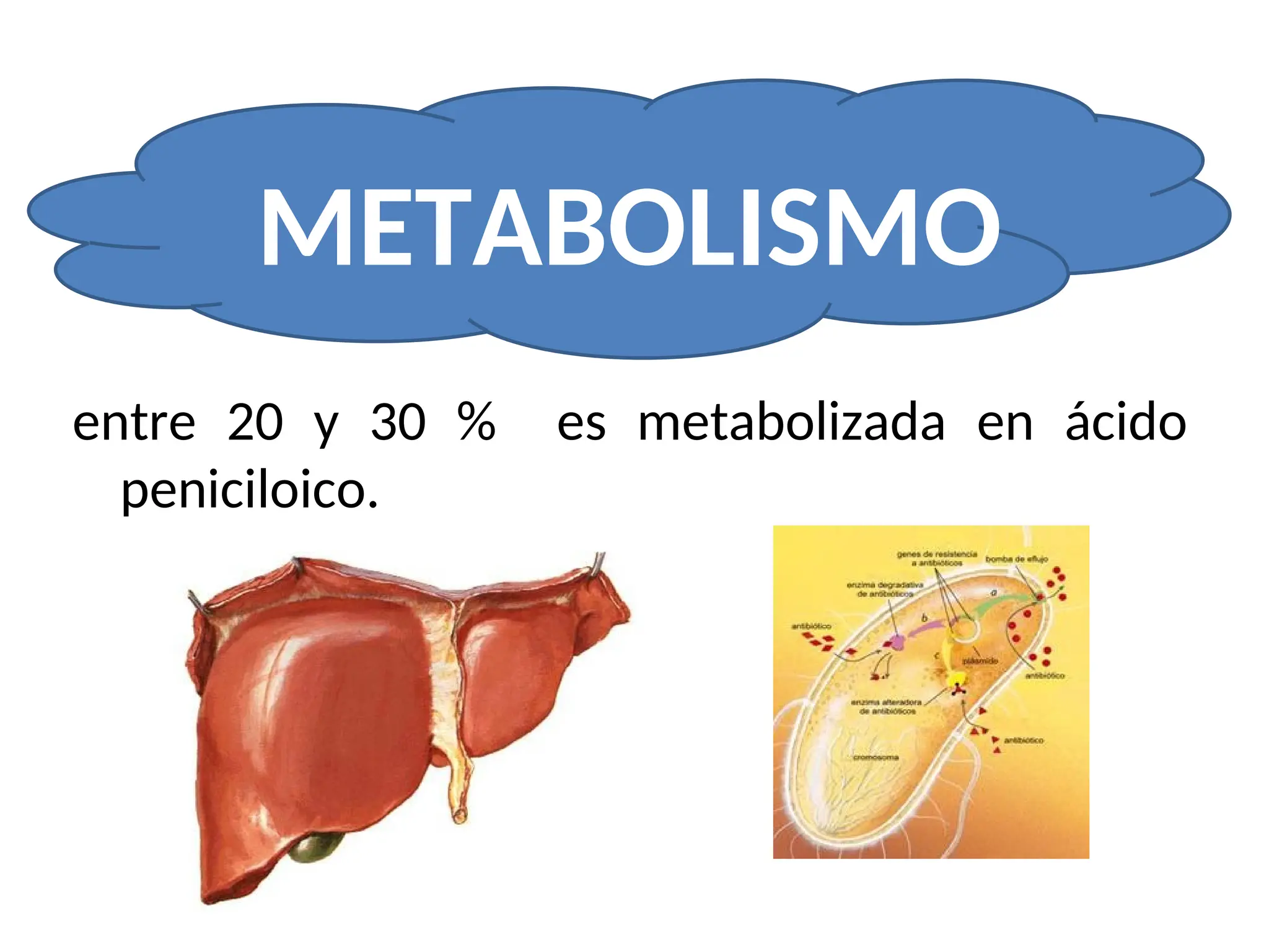 entre 20 y 30 % es metabolizada en ácido
peniciloico.
METABOLISMO
 