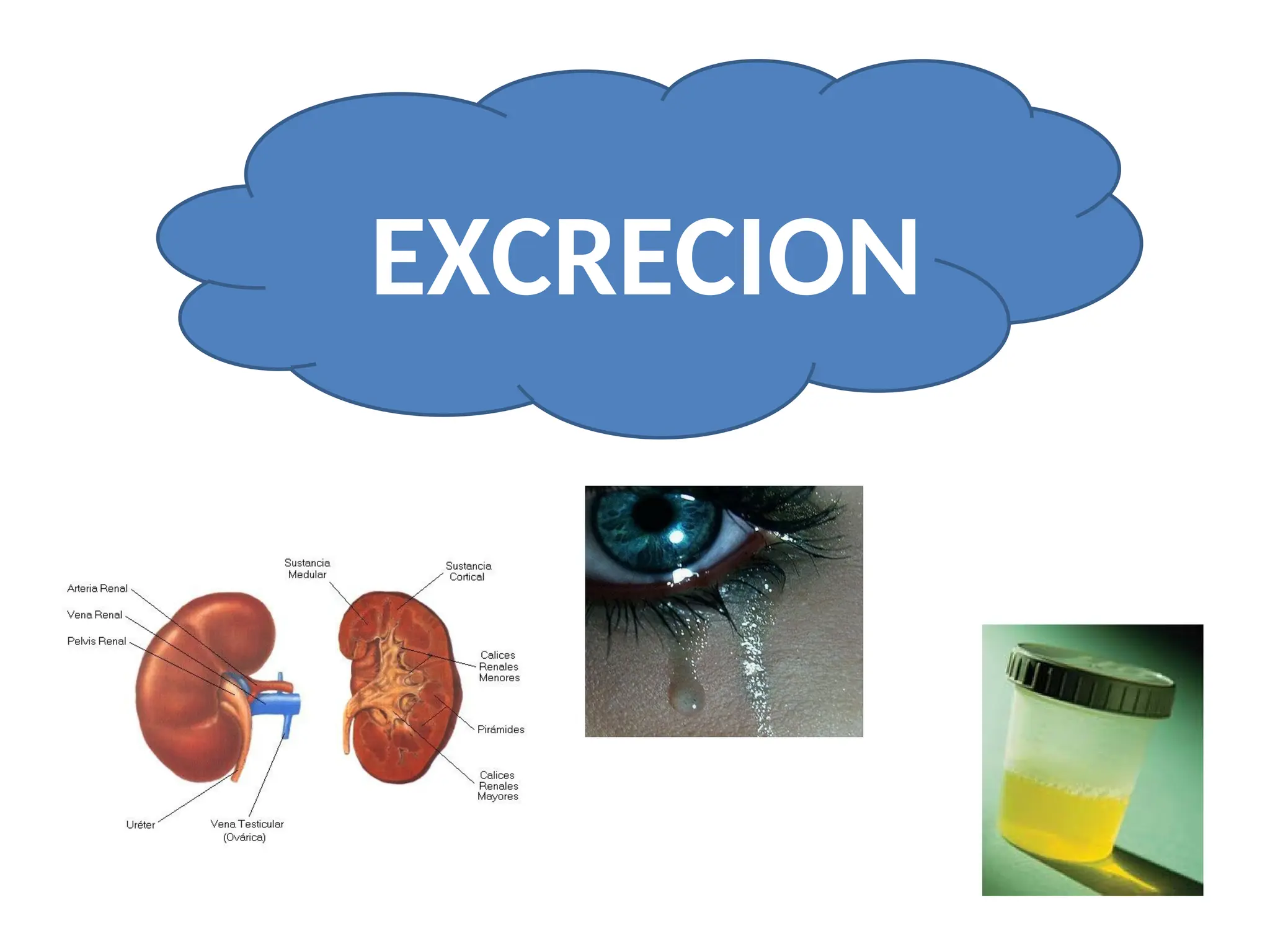 EXCRECION
 