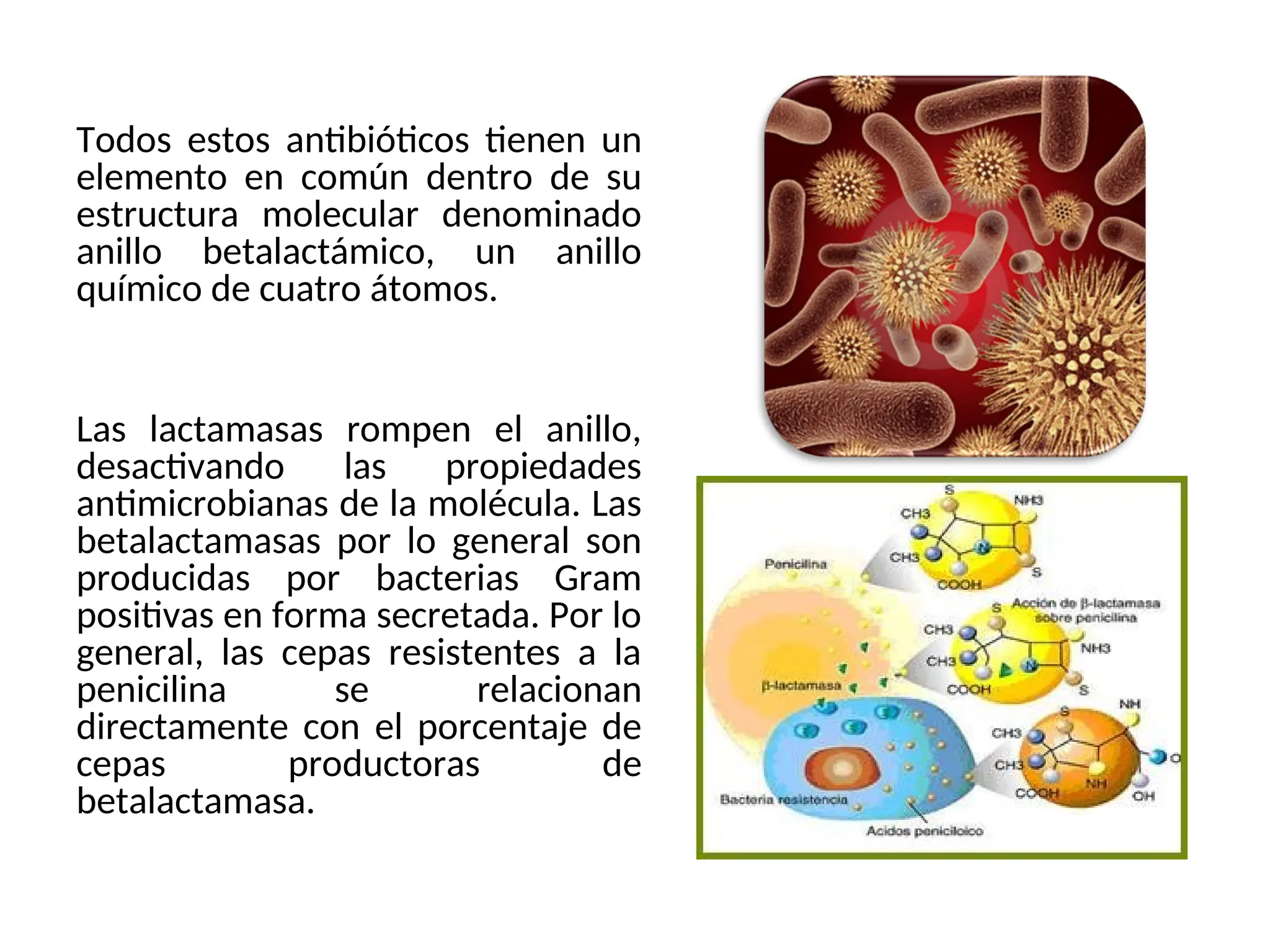 Todos estos antibióticos tienen un
elemento en común dentro de su
estructura molecular denominado
anillo betalactámico, un anillo
químico de cuatro átomos.
Las lactamasas rompen el anillo,
desactivando las propiedades
antimicrobianas de la molécula. Las
betalactamasas por lo general son
producidas por bacterias Gram
positivas en forma secretada. Por lo
general, las cepas resistentes a la
penicilina se relacionan
directamente con el porcentaje de
cepas productoras de
betalactamasa.
 