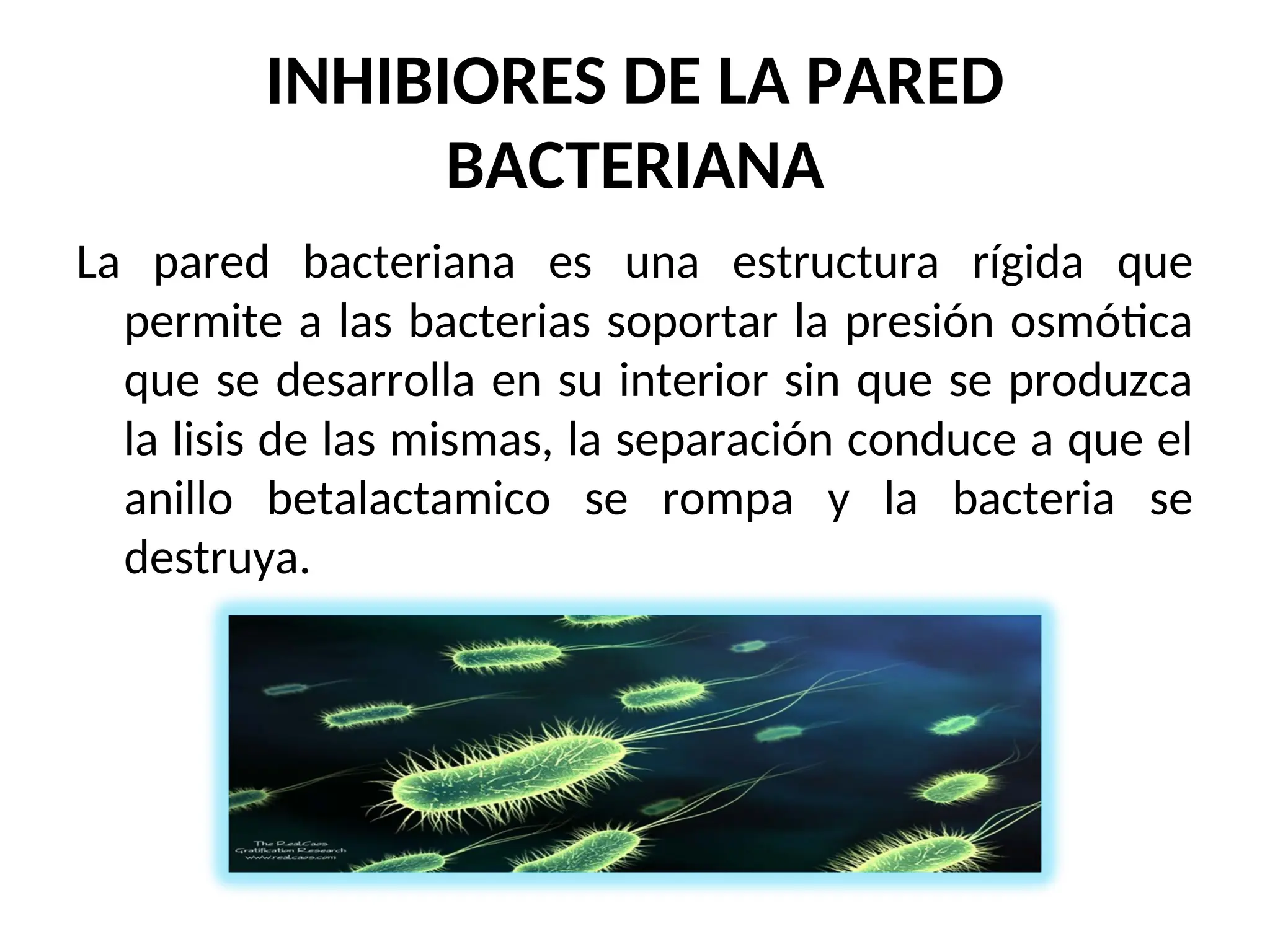 INHIBIORES DE LA PARED
BACTERIANA
La pared bacteriana es una estructura rígida que
permite a las bacterias soportar la presión osmótica
que se desarrolla en su interior sin que se produzca
la lisis de las mismas, la separación conduce a que el
anillo betalactamico se rompa y la bacteria se
destruya.
 