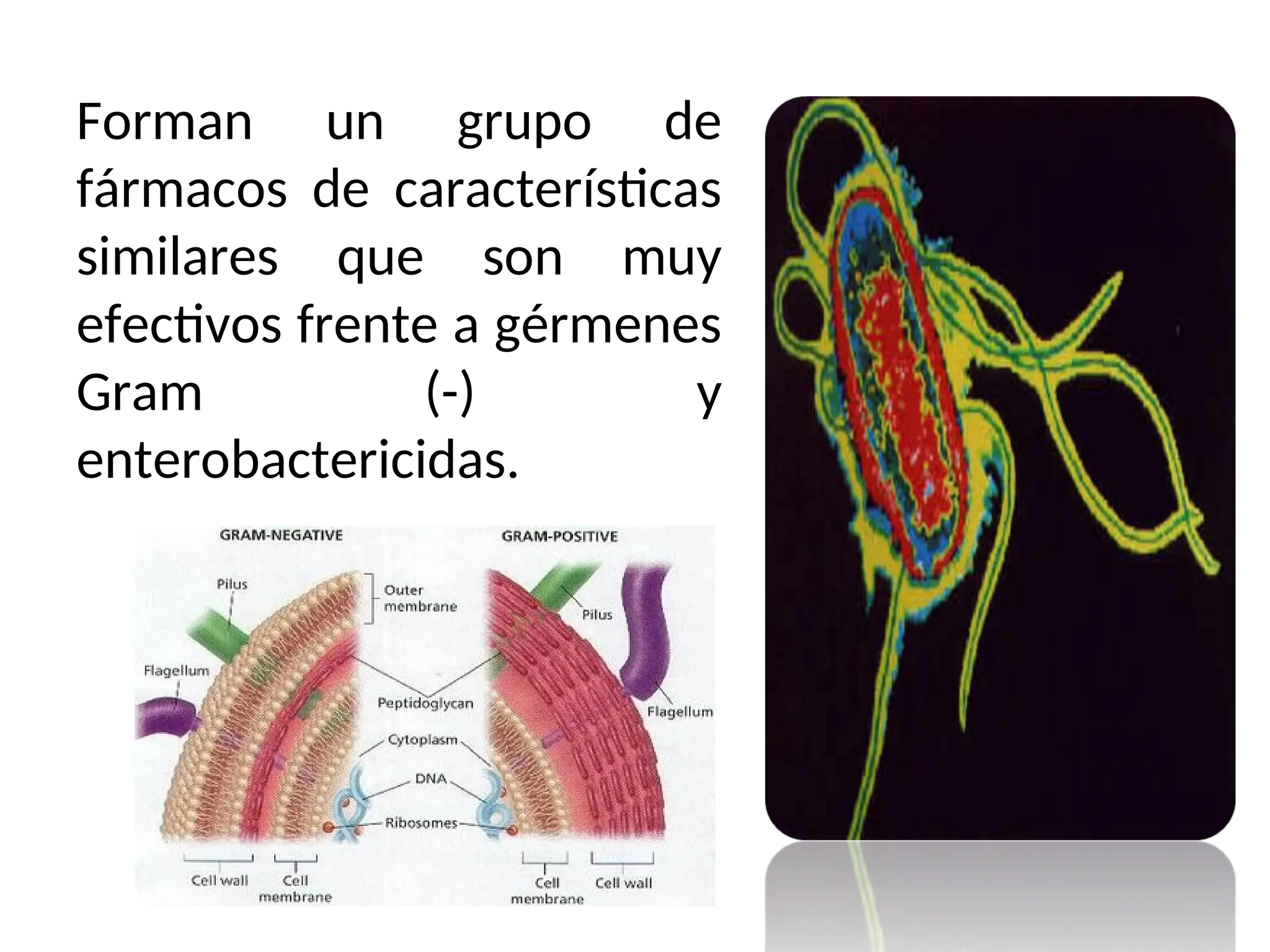 Forman un grupo de
fármacos de características
similares que son muy
efectivos frente a gérmenes
Gram (-) y
enterobactericidas.
 