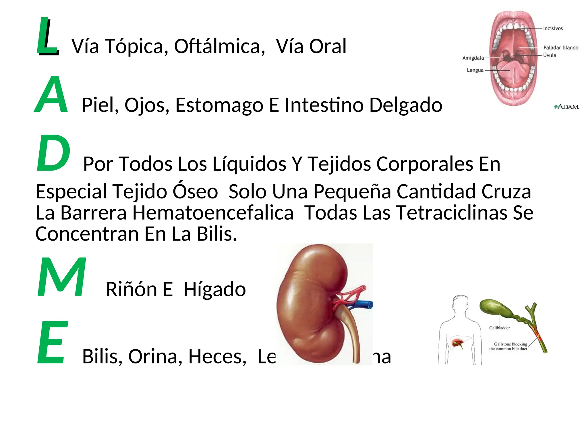 L
L Vía Tópica, Oftálmica, Vía Oral
A Piel, Ojos, Estomago E Intestino Delgado
D Por Todos Los Líquidos Y Tejidos Corporales En
Especial Tejido Óseo Solo Una Pequeña Cantidad Cruza
La Barrera Hematoencefalica Todas Las Tetraciclinas Se
Concentran En La Bilis.
M Riñón E Hígado
E Bilis, Orina, Heces, Leche Materna
 