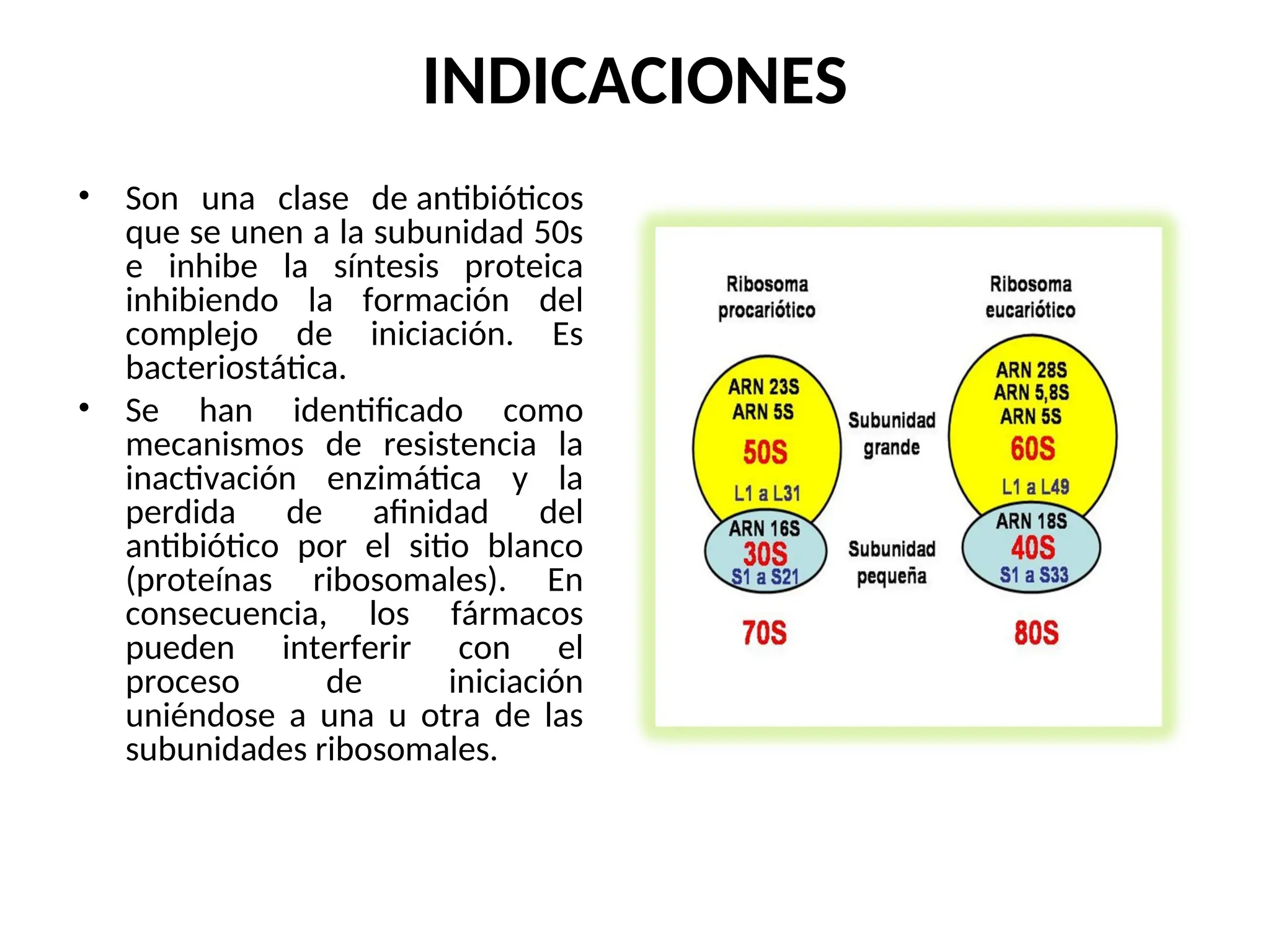 INDICACIONES
• Son una clase de antibióticos
que se unen a la subunidad 50s
e inhibe la síntesis proteica
inhibiendo la formación del
complejo de iniciación. Es
bacteriostática.
• Se han identificado como
mecanismos de resistencia la
inactivación enzimática y la
perdida de afinidad del
antibiótico por el sitio blanco
(proteínas ribosomales). En
consecuencia, los fármacos
pueden interferir con el
proceso de iniciación
uniéndose a una u otra de las
subunidades ribosomales.
 