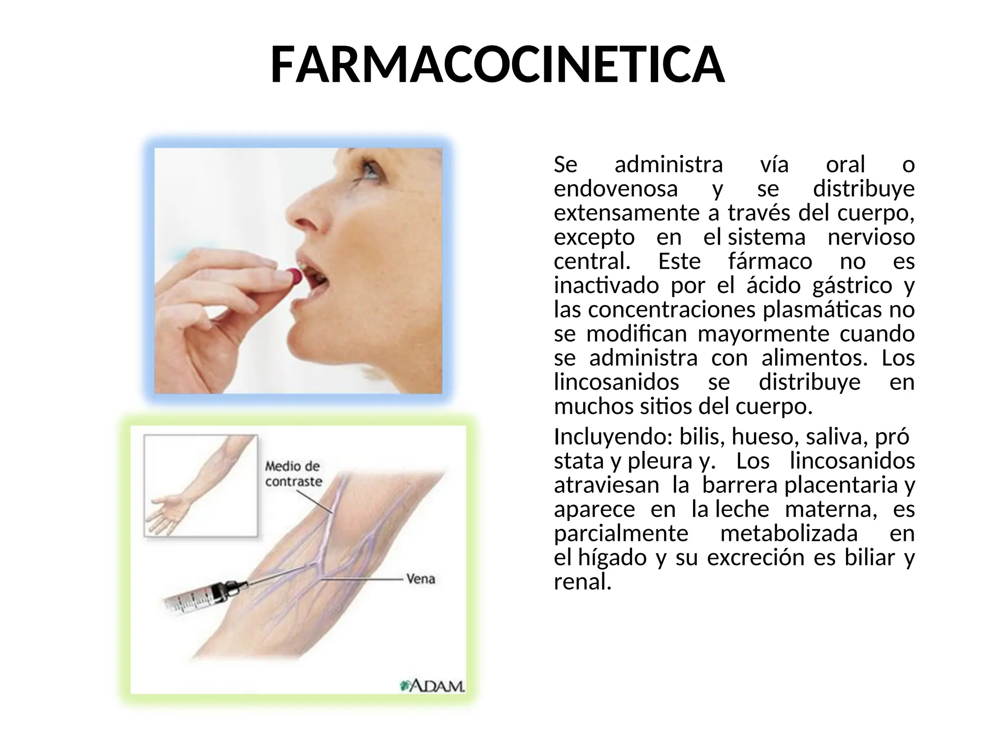 FARMACOCINETICA
Se administra vía oral o
endovenosa y se distribuye
extensamente a través del cuerpo,
excepto en el sistema nervioso
central. Este fármaco no es
inactivado por el ácido gástrico y
las concentraciones plasmáticas no
se modifican mayormente cuando
se administra con alimentos. Los
lincosanidos se distribuye en
muchos sitios del cuerpo.
Incluyendo: bilis, hueso, saliva, pró
stata y pleura y. Los lincosanidos
atraviesan la barrera placentaria y
aparece en la leche materna, es
parcialmente metabolizada en
el hígado y su excreción es biliar y
renal.
 