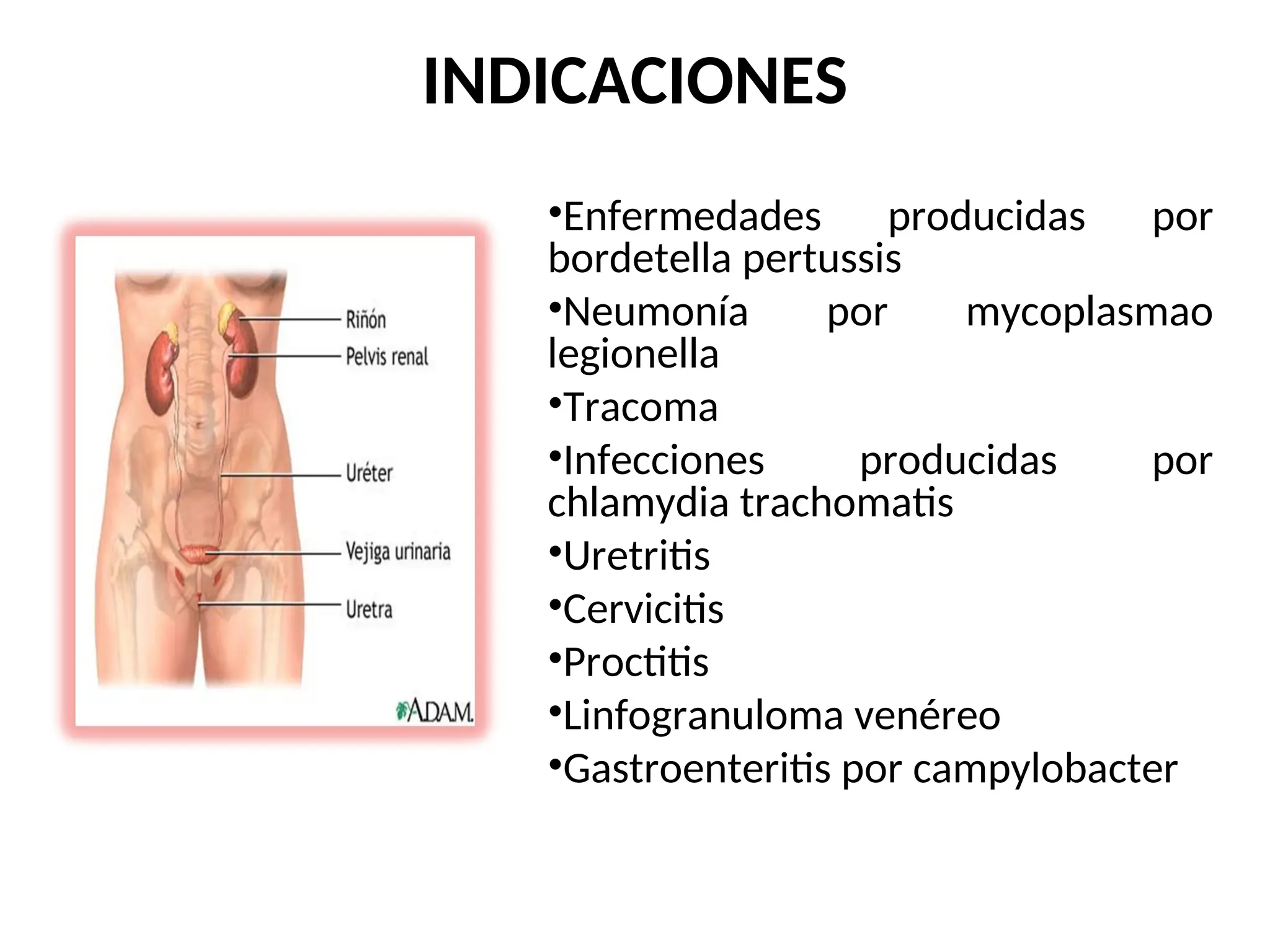 INDICACIONES
•Enfermedades producidas por
bordetella pertussis
•Neumonía por mycoplasmao
legionella
•Tracoma
•Infecciones producidas por
chlamydia trachomatis
•Uretritis
•Cervicitis
•Proctitis
•Linfogranuloma venéreo
•Gastroenteritis por campylobacter
 